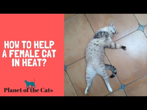 How do you relieve a cat in heat?