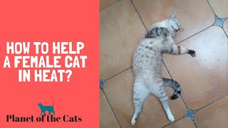 How to Help a Female Cat in Heat?