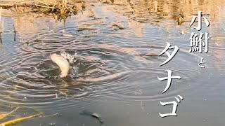 Micro fishing for tanago and crucian carp with my handmade rod on late February in JAPAN