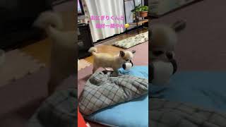 明日はお休みだね💕　#shorts  #極小チワワ  #チワワ  #かわいい犬  #保護犬  #chihuahua