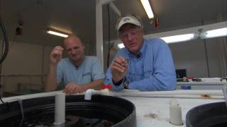 Project Snook Part 3 - Aquaculture Fish Farming Feed Study