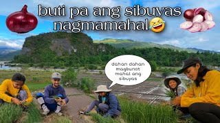 EP-338 P2 | Sabay sabay na patrabaho sa bukid patanim ng palay at sibuyas | Life in the Province