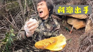 这窝蜂把洞口都爬黑了，阿溜一出手，就知道有没有！【莆农阿敏】