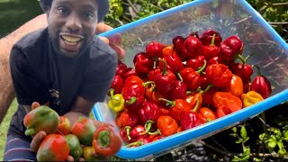 Chilli Harvest, Capsicum, Garden Australia 🇦🇺