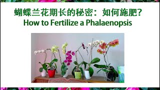 【养花·种菜】043 蝴蝶兰花期长的秘密：如何施肥？ How to Fertilize a Phalaenopsis