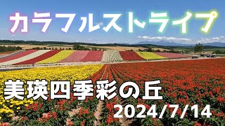 カラフルストライプが鮮やか！美瑛町四季彩の丘【2024/7/14】