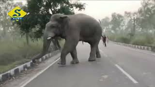 গোয়ালতোড়ে হাতির হামলায় ফের মৃত্যু, তাণ্ডব রুখতে 'খাল'