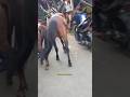 kuda berantem #shortvideo #horse