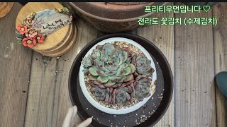 24.5.8.뿌리 활착을 못했던 이유가 있는 콜로라타~