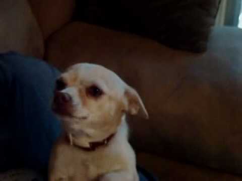 taco bell chihuahua bobblehead