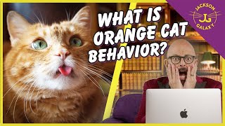 Orange Cat Behavior: The Truth About Orange Cats
