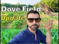 Well, what do YOU think?? | June Dove Field UPDATE | Dove Farming 2024