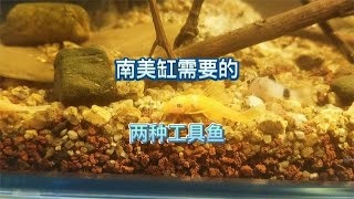 南美缸如何选择工具鱼？有了这2种工具鱼，鱼缸的生态系统就很稳定了