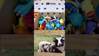 Kids Learn | Animal Names for Babies: Crocodile Toad Cougar Sheep Cheetah