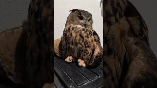 今日のジュニ君🦉寛いでる #ジュニちゃん #owl #cute