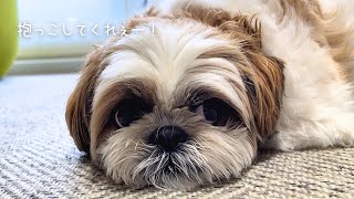 【シーズー】抱っこで寝かしつけて欲しすぎるツンデレ息子w w w【犬Vlog】