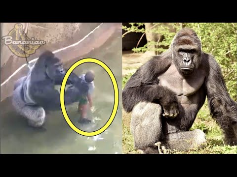 Harambe The Gorilla Shot And Killed At Cincinnati Zoo Youtube