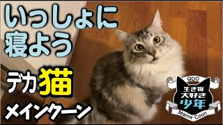 【メインクーン】夜中、飼い主が寝るまで健気に待つ大型猫　Maine Coon cat