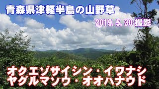 津軽半島の山野草64(オクエゾサイシン・イワナシ・ヤグルマソウ・オオハナウド)