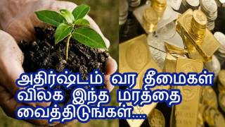 அதிர்ஷ்டம் வர தீமைகள் விலக இந்த மரத்தை வைத்திடுங்கள்