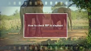 Blood Pressure monitoring in Elephant// How to measure BP in Asiatic elephant