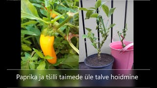 Paprika ja tšilli taimede üle talve hoidmine