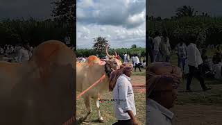 Mudhol race bulls||💥😉 ಸಂಕ್ರಟ್ಟಿ ತೆರಬಂಡಿ ಎತ್ತು 🔥