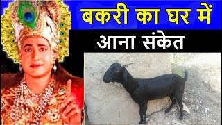 बकरी का घर में आना संकेत ! क्या कहते हे श्री कृष्ण ! bakri ka ghr me aana !