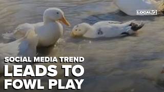 Viral social media trend sees cute ducks getting dumped across Greater Cincinnati