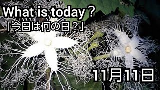 【What is today？】今日は何の日？(20201111)