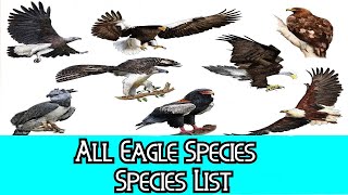 All Eagle Species - Species List