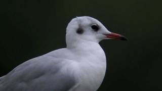 ユリカモメ　- Black-headed Gull -