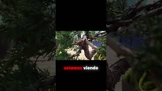 ¡La importancia de la poda en el Juniperus Chinensis Kyshu!