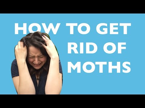 How to Get Rid of Moths How to Get Rid of Moths