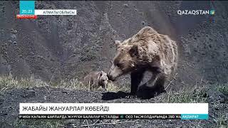 «Жоңғар Алатауы» табиғи паркі аумағында жабайы жануарлар саны артып келеді