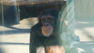 げんきたちの朝、父ちゃんが暴れる。　日本平動物園　チンパンジー　202501