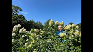 95th Anniversary Lunchtime Tour: Hydrangeas