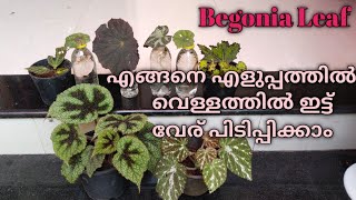 Begonia Leaf Water propogation// easy method