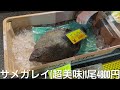 【理想と現実】消えたコスパ最強魚⁉︎『一色さかな村』朝市のリアル