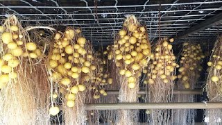 The Farm Producing Potato Without Soil Will Surprise You - Incredible Agriculture Techniques