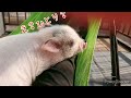 【お迎え40日目】part② マイクロブタが始めてのハンモックデビュー！！ micropig 豚 【micro pig rides on a hammock】