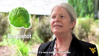 Aromatherapy: Science-Backed Benefits for Mind, Body, and Soul