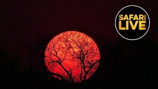 safariLIVE - Sunset Safari - October 09, 2019