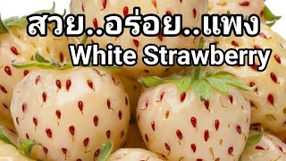 สวย.ขาว.อวบ.น่ากินมาก!!! White Strawberry (สตรอเบอรี่สีขาว) Ep. 134