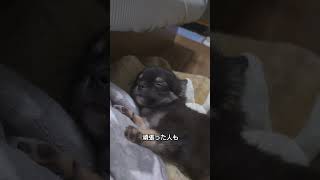 お疲れ様でござる。#チワワ #新しい家族 #puppy #仔犬 #可愛い