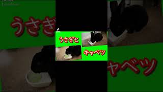 【bunny】うさぎがキャベツを食べる映像#shorts