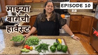 अमेरिकेतील माझ्या बागेची कापणी (हार्वेस्ट) | Mid-season home garden harvest in USA