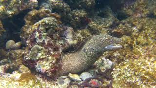 Turkey moray-白口裸胸鯙-斑點裸胸鱔