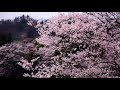 信州の里山で山桜が咲き誇る・4k