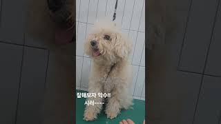 #강아지 #강아지브이로그 #강아지일상 #cutedog #cute #반려견 #애견미용사일상 #푸들